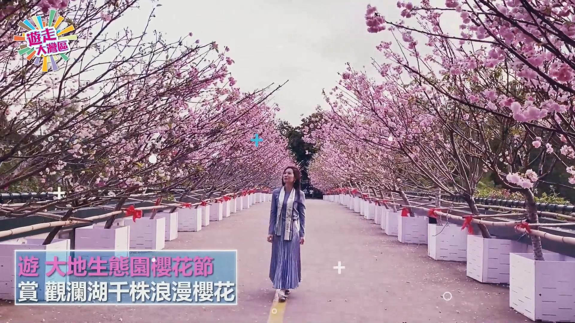 【遊走大灣區】櫻花怒放深圳觀瀾湖 打造別具情調一天