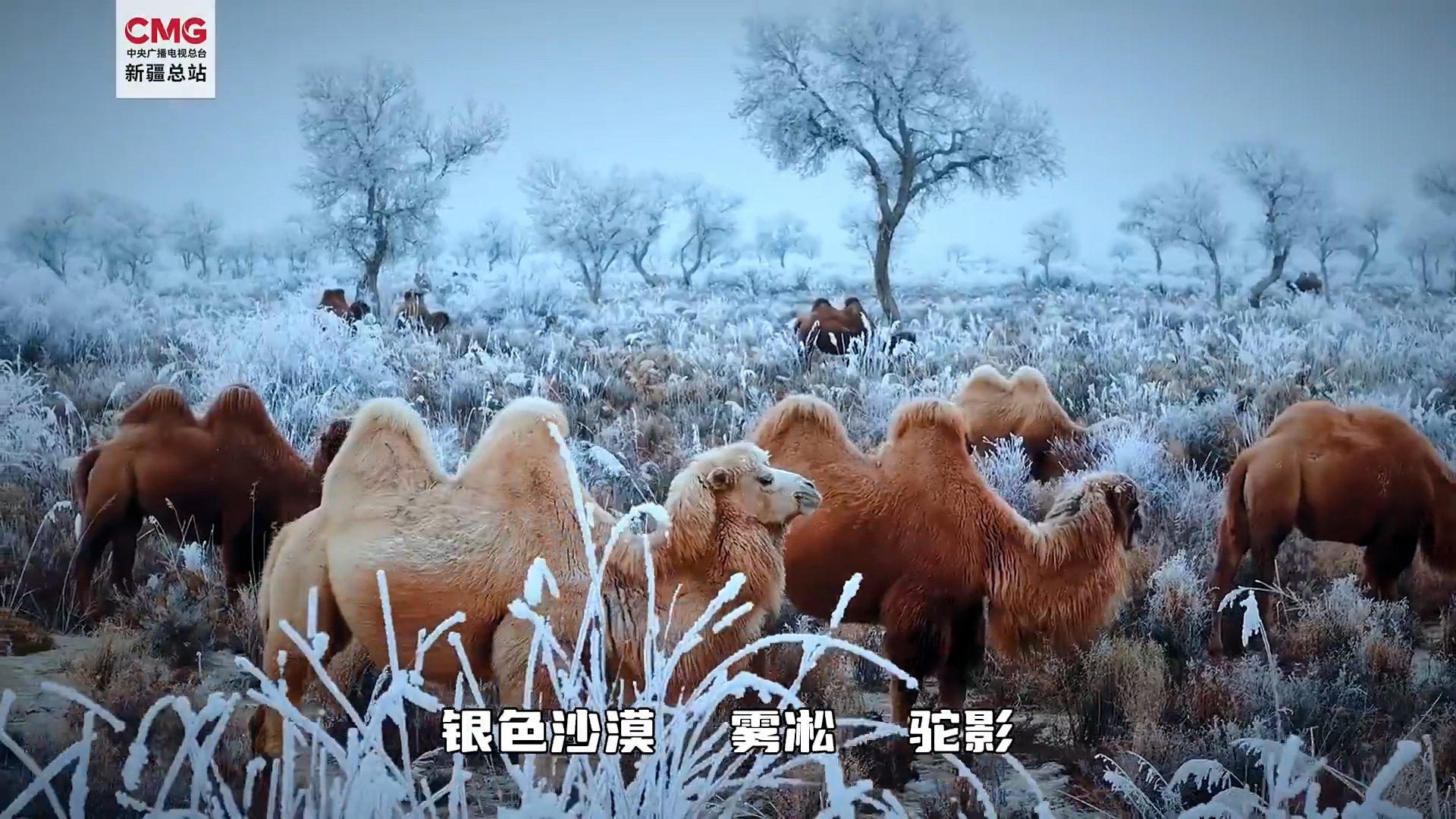 短片：新疆駱駝穿梭銀色沙海