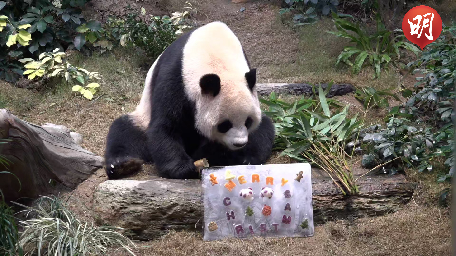 大熊貓｜短片：安安、可可首在港過聖誕　海洋公園準備冰蛋糕