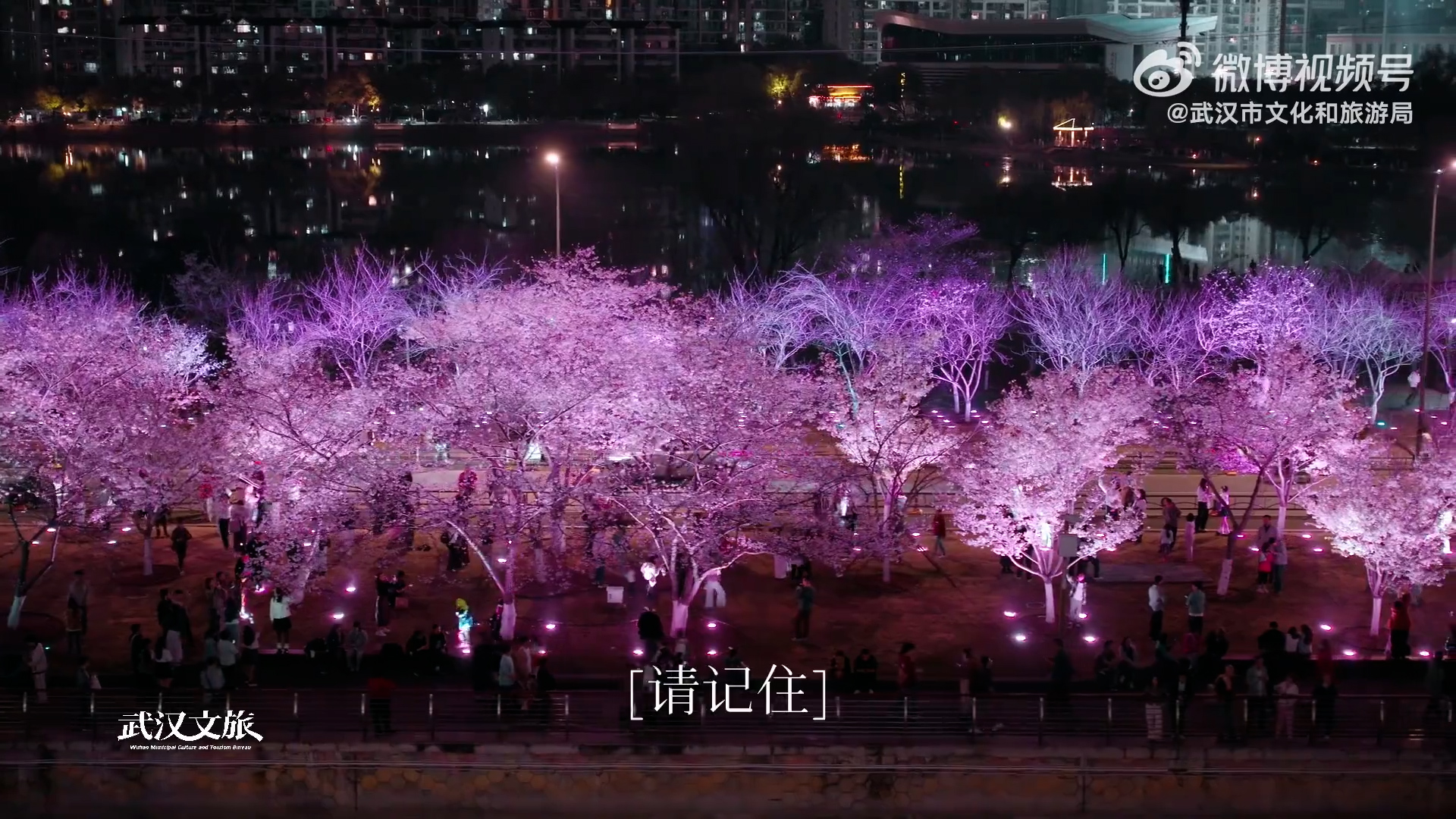 武漢櫻花全城盛開　夜櫻醉人【短片】