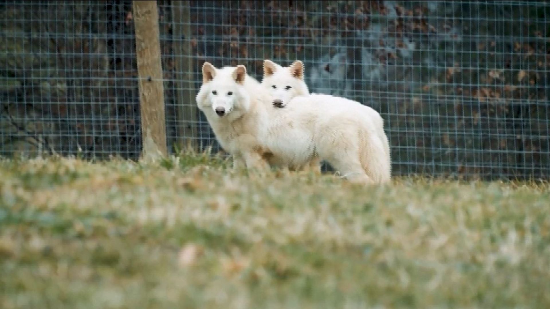短片:史前滅絕動物恐狼「復活」 科學家取化石中DNA孕育 - 20250408 - 即時新聞 影片 - 即時新聞 - 明報新聞網
