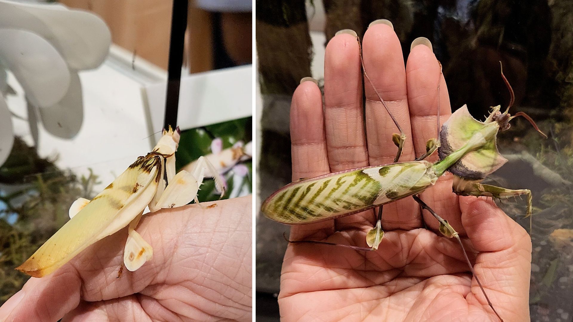 螳螂館首登會展　短片睇珍罕螳螂品種｜優質寵物用品展