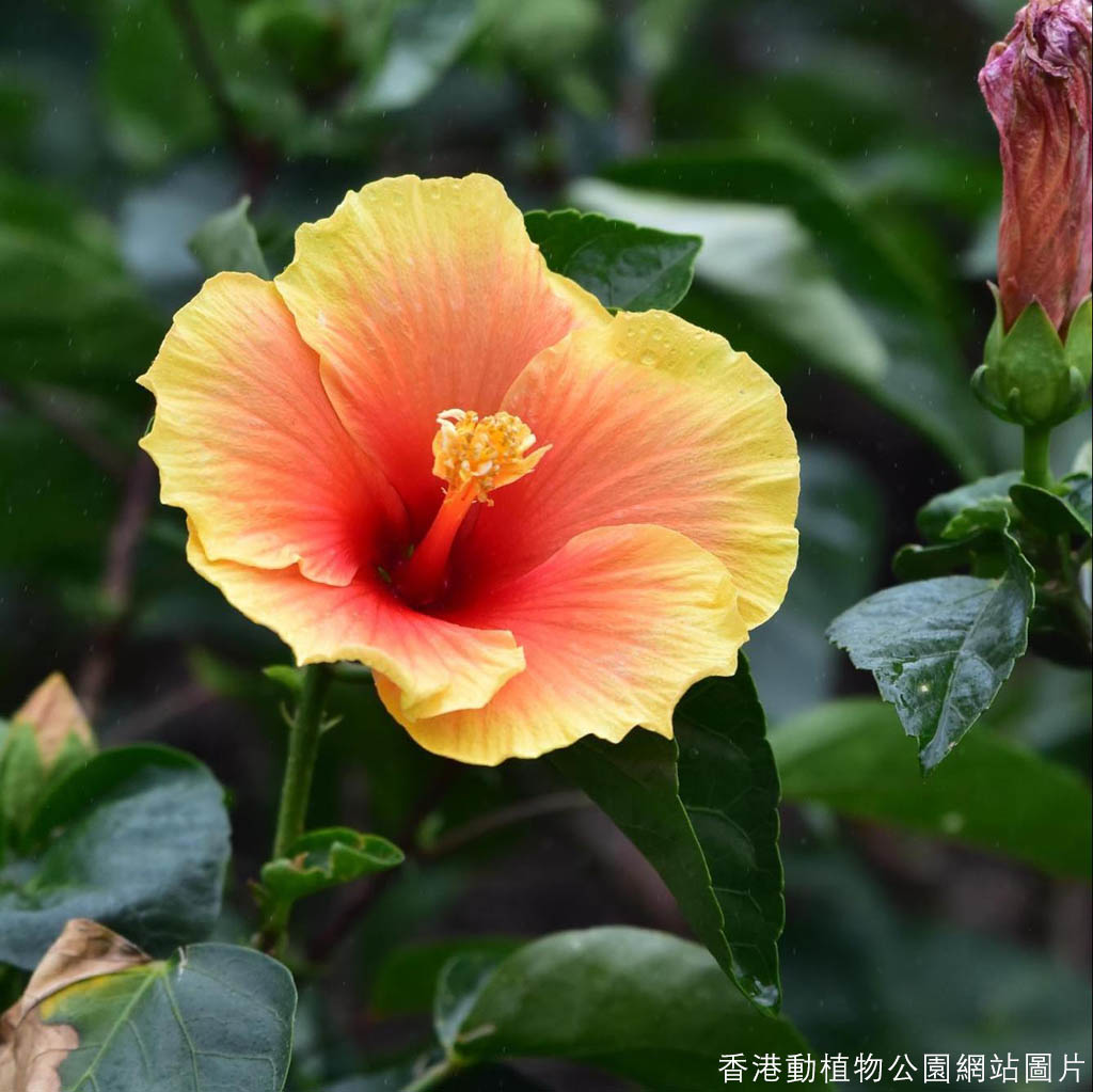 香港動植物公園七月開花植物 大紅花 銀葉野牡丹 百日菊 附花卉位置圖 2709 Hot Pick 明報ol網
